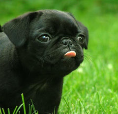 PUG puppy